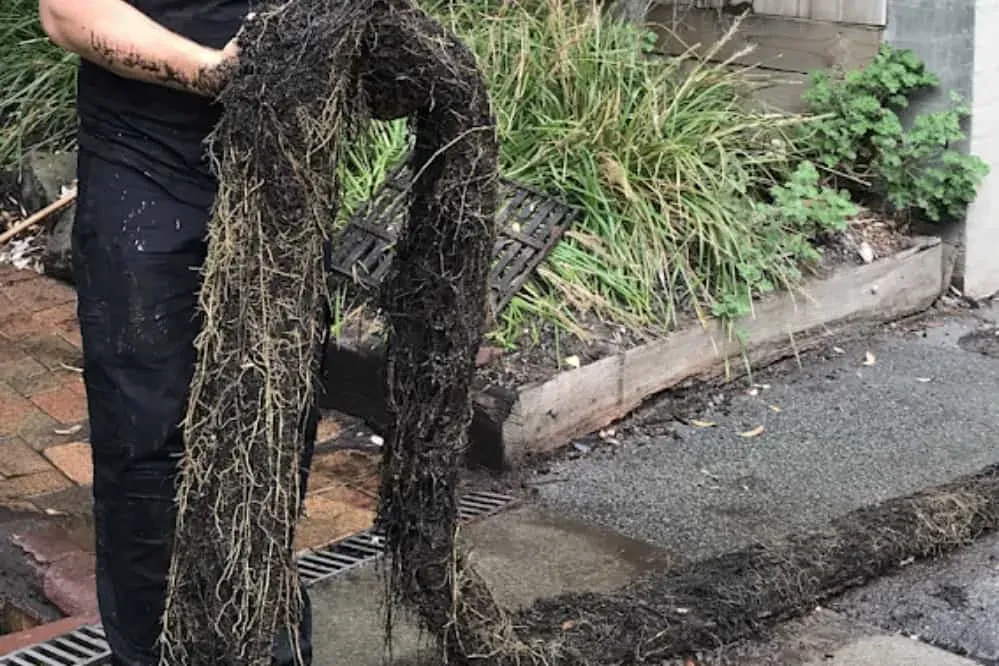 Tree Root Drain Clearing